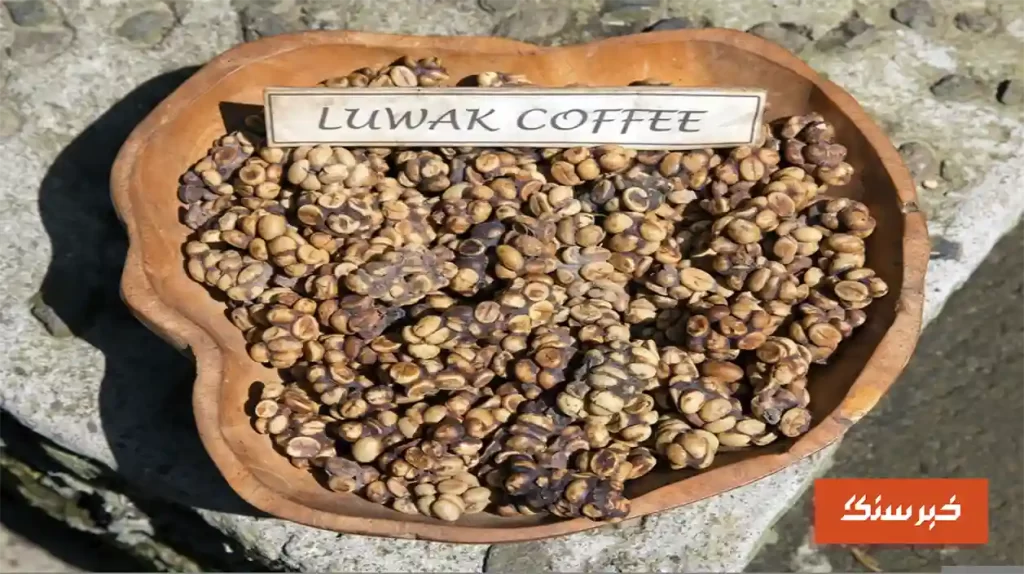 گران ترین قهوه ی دنیا Kopi Luwak